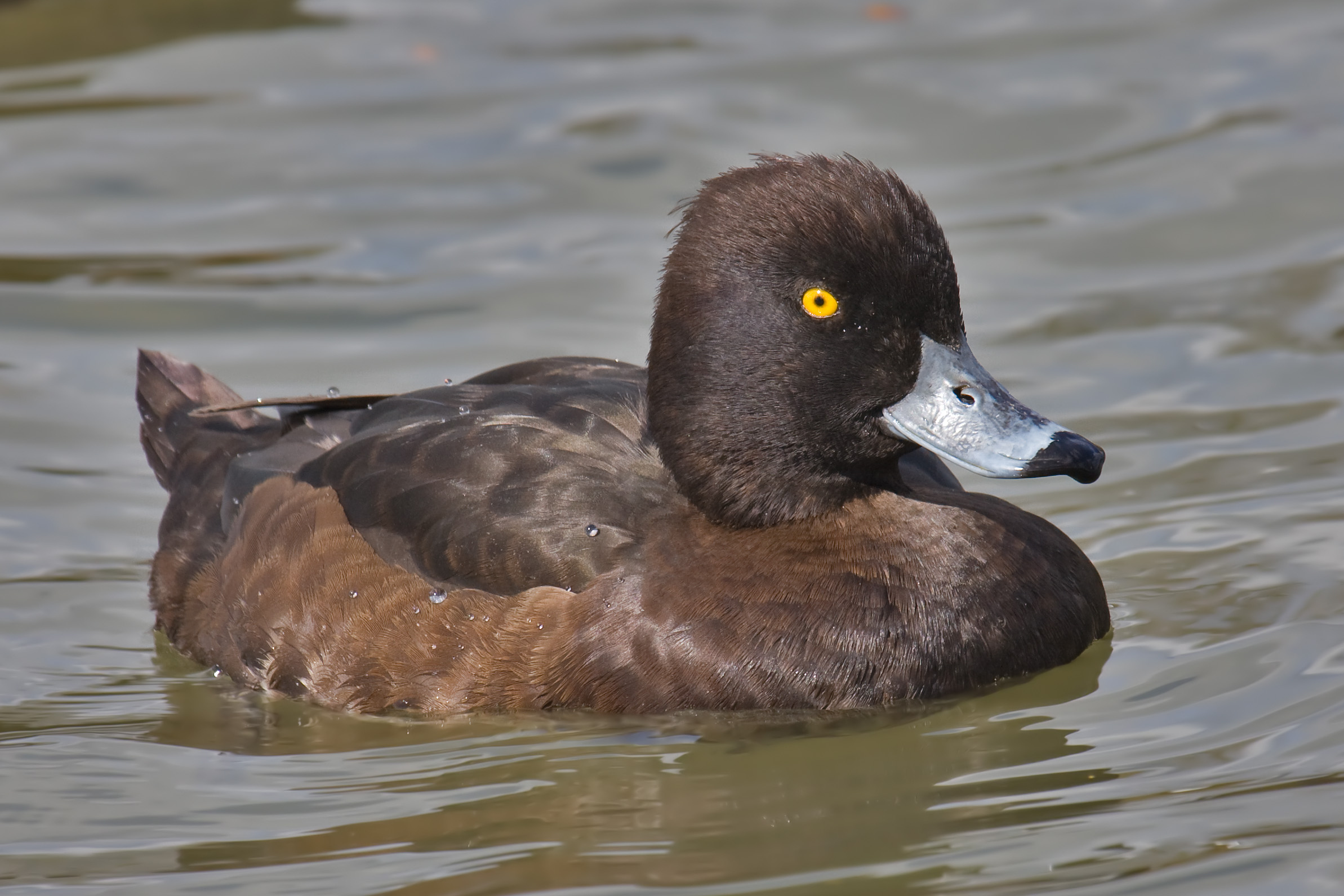 Tufted Duck svg #19, Download drawings