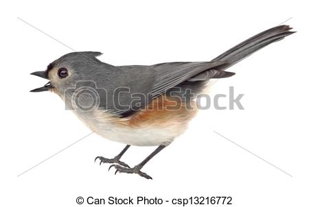 Tufted Titmouse clipart #14, Download drawings