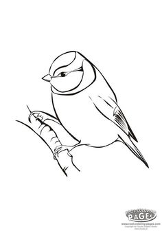 Tufted Titmouse coloring #15, Download drawings