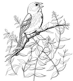 Tufted Titmouse coloring #20, Download drawings