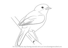 Tufted Titmouse svg #2, Download drawings