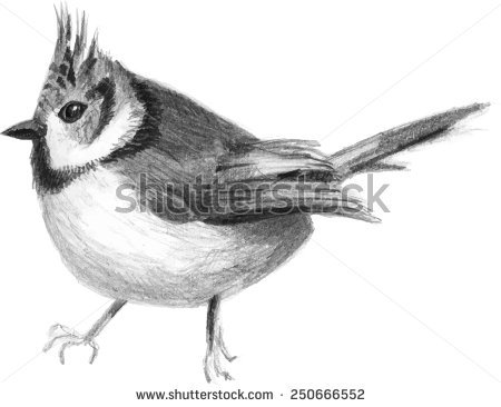 Tufted Titmouse svg #9, Download drawings