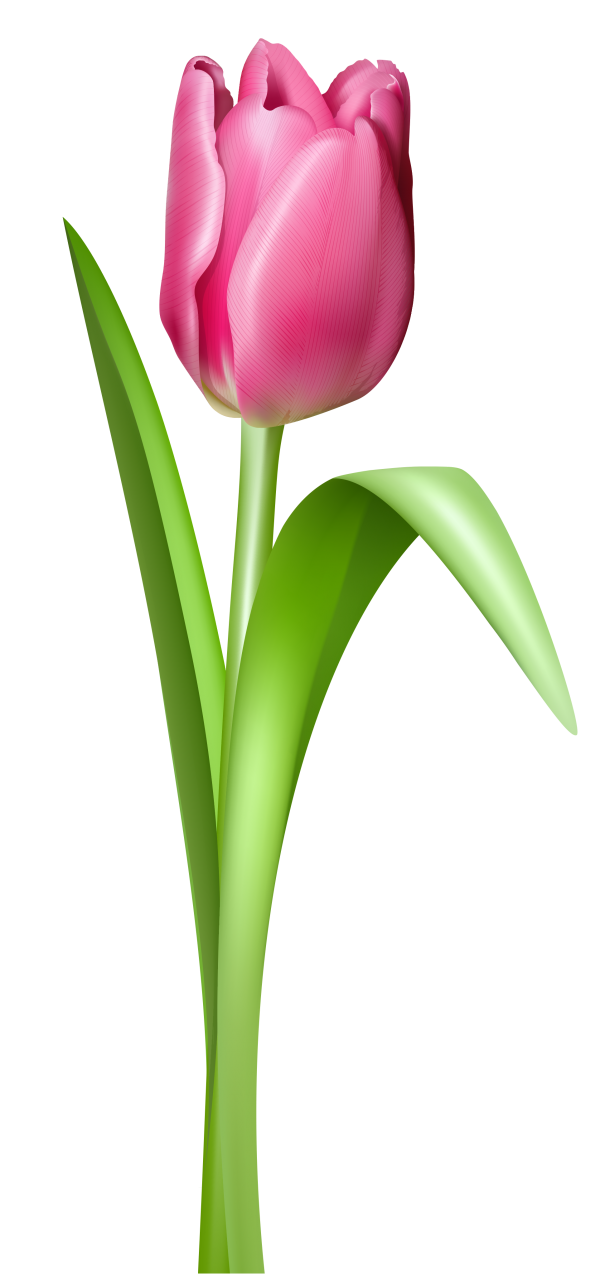 Tulip clipart #2, Download drawings