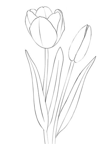 Tulip coloring #10, Download drawings
