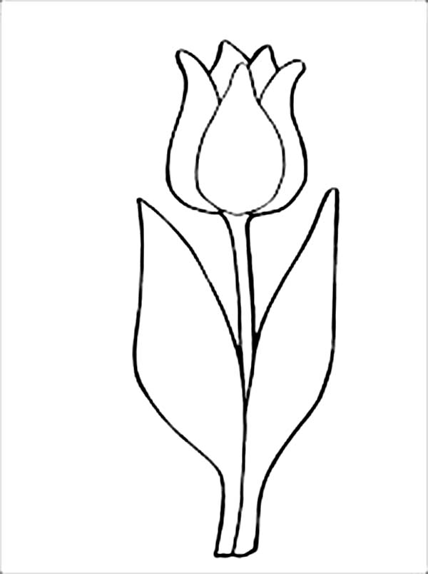 Tulip coloring #20, Download drawings