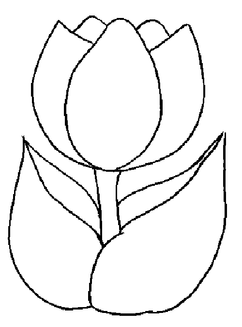 Tulip coloring #4, Download drawings