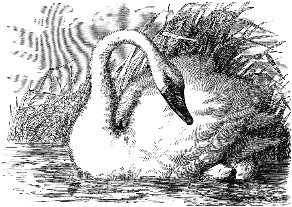 Tundra Swan clipart #3, Download drawings