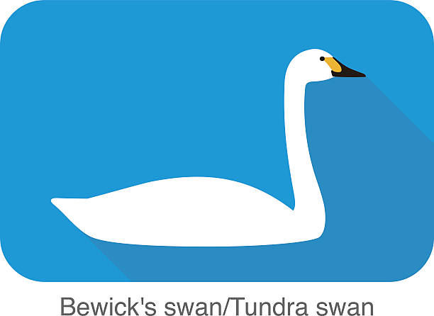 Tundra Swan clipart #9, Download drawings