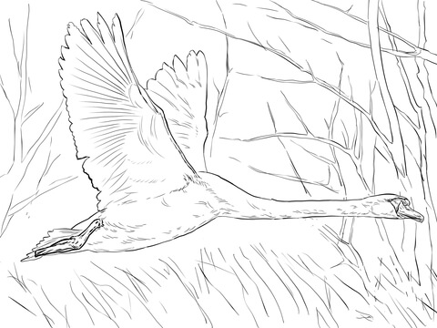 Tundra Swan coloring #20, Download drawings