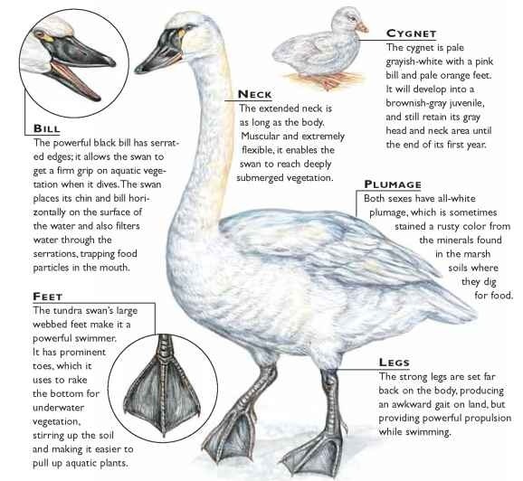 Tundra Swan coloring #14, Download drawings