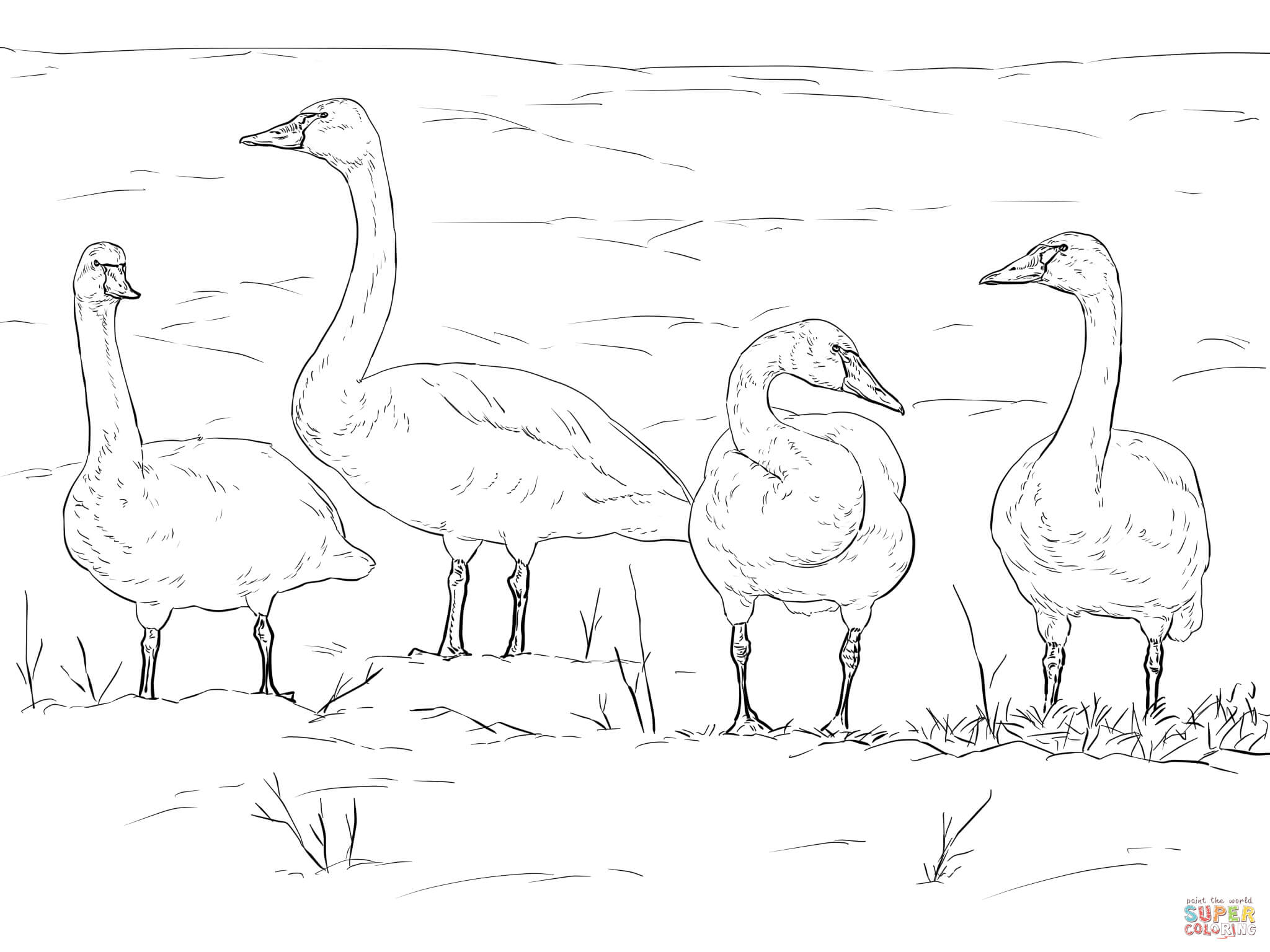 Tundra Swan coloring #13, Download drawings
