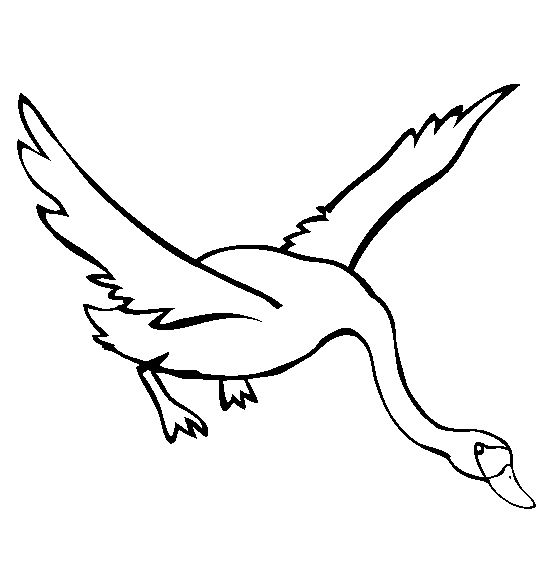 Tundra Swan coloring #6, Download drawings
