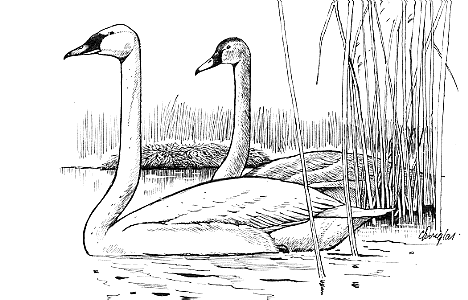 Tundra Swan coloring #3, Download drawings