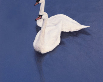 Tundra Swan svg #5, Download drawings