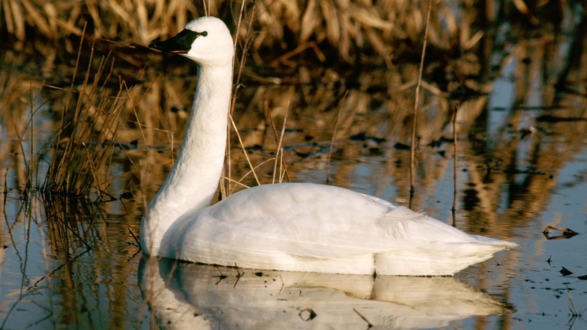 Tundra Swan svg #6, Download drawings