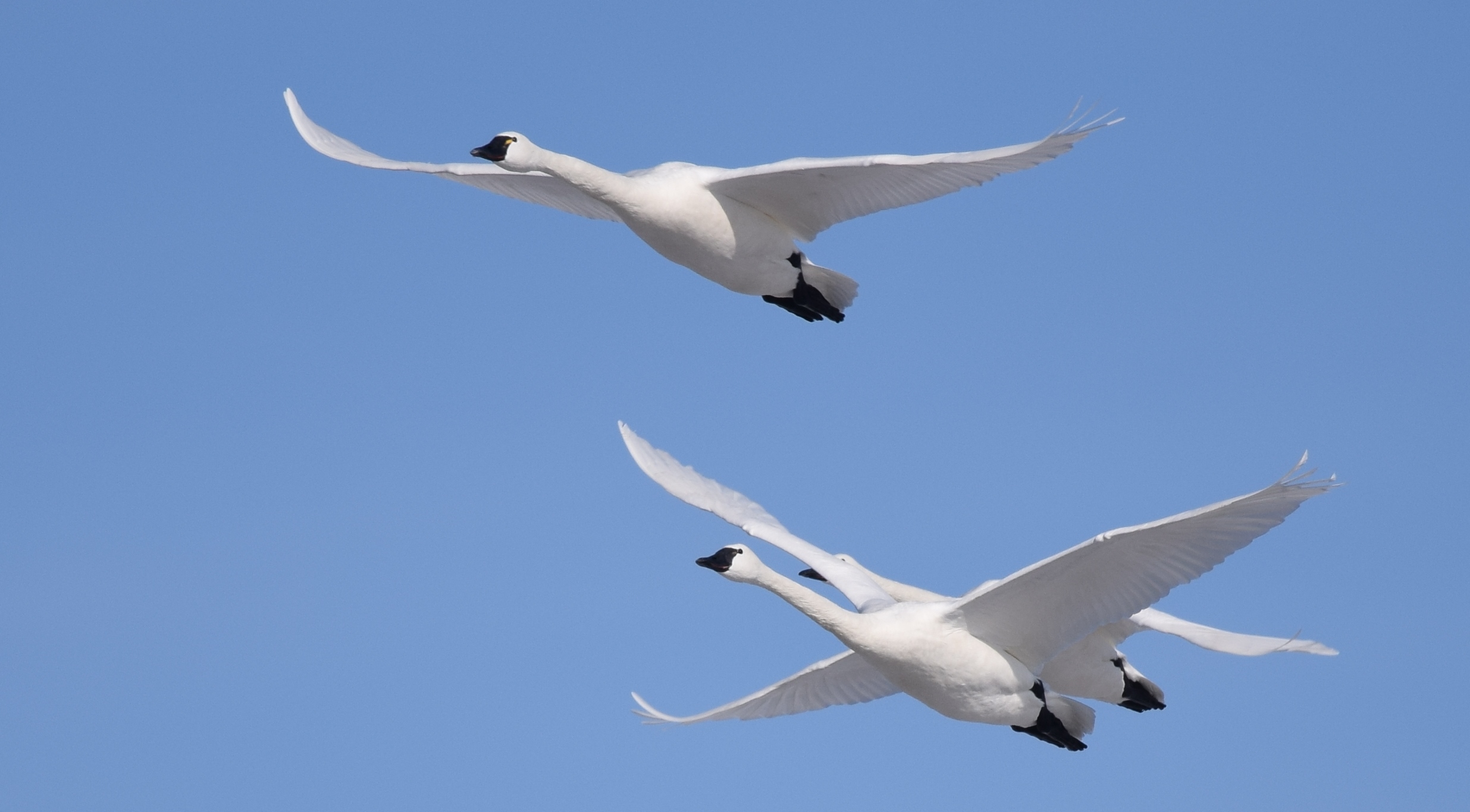 Tundra Swan svg #1, Download drawings
