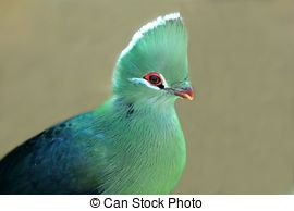 Turaco clipart #7, Download drawings