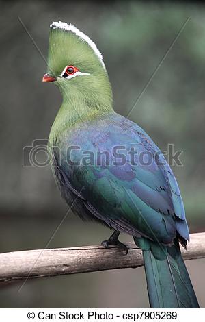 Turaco clipart #4, Download drawings