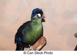 Turaco clipart #3, Download drawings