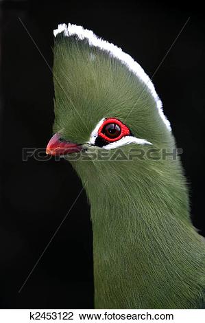 Turaco clipart #15, Download drawings