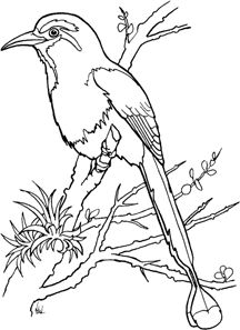 Turaco coloring #13, Download drawings
