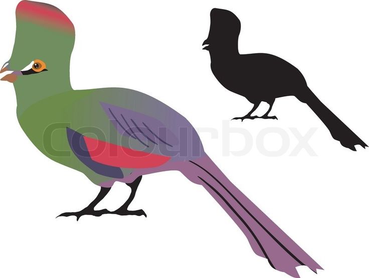 Turaco svg #6, Download drawings