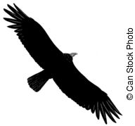 Turkey Vulture clipart #15, Download drawings