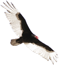 Turkey Vulture clipart #4, Download drawings