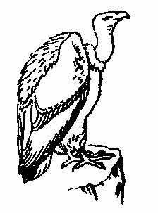 Turkey Vulture clipart #8, Download drawings