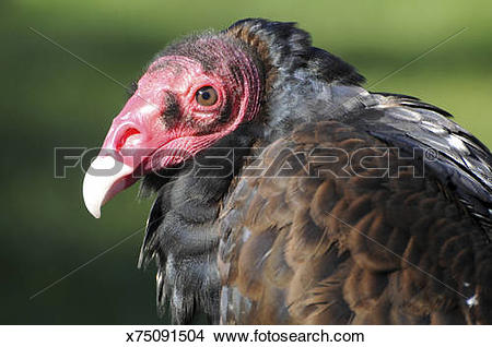 Turkey Vulture clipart #1, Download drawings