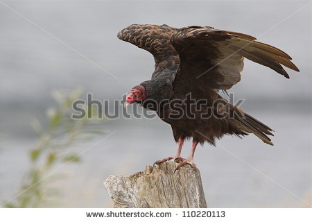 Turkey Vulture clipart #12, Download drawings