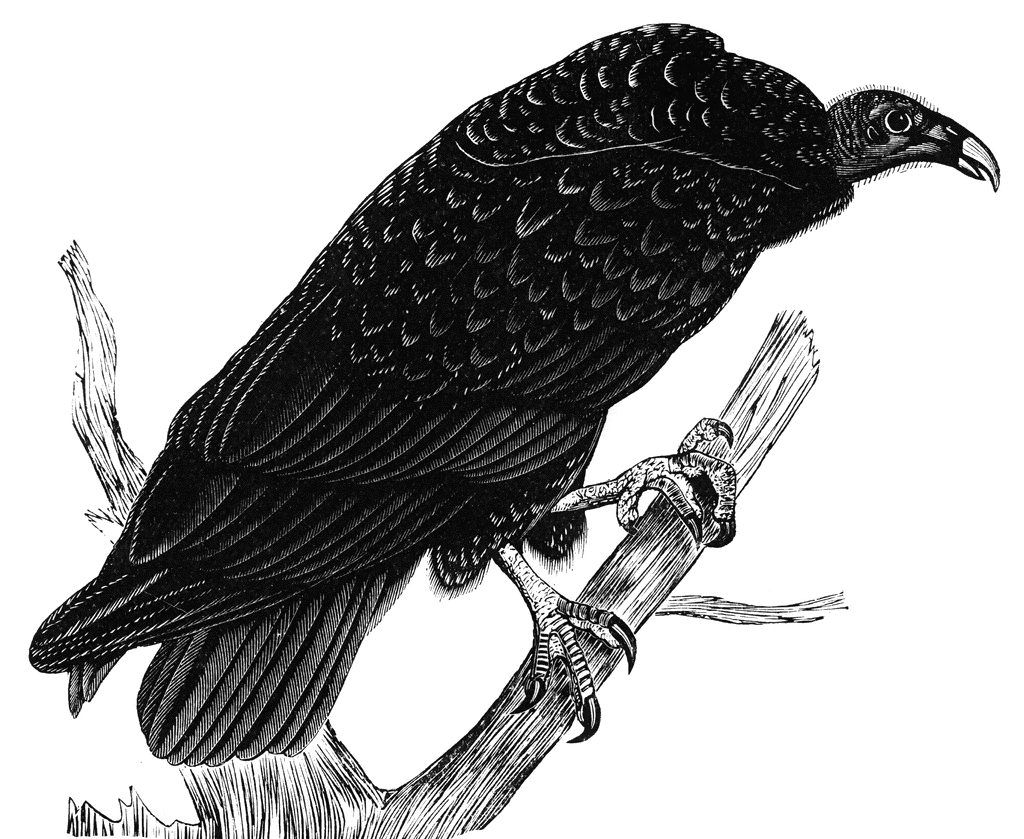 Turkey Vulture clipart #11, Download drawings