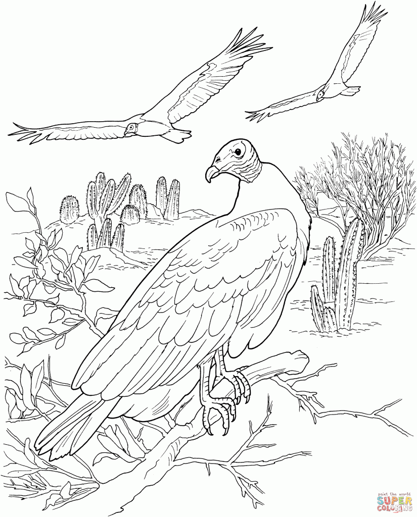 Turkey Vulture coloring #7, Download drawings