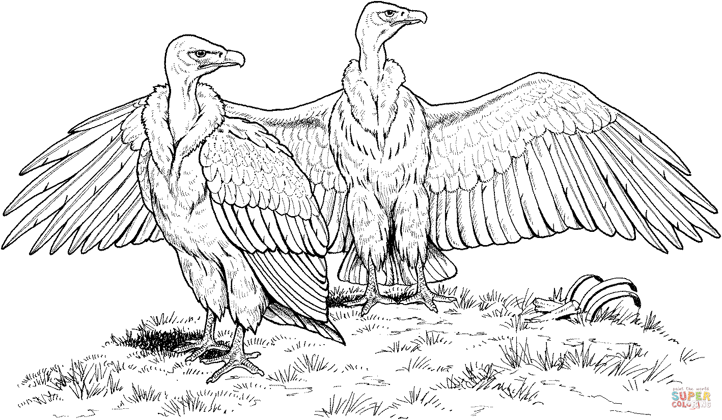 Turkey Vulture coloring #16, Download drawings