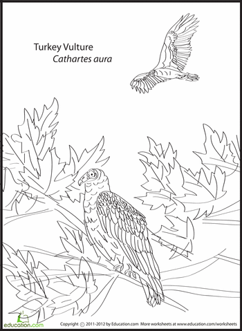 Turkey Vulture coloring #3, Download drawings