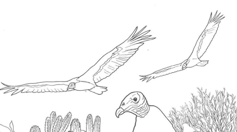 Turkey Vulture coloring #15, Download drawings