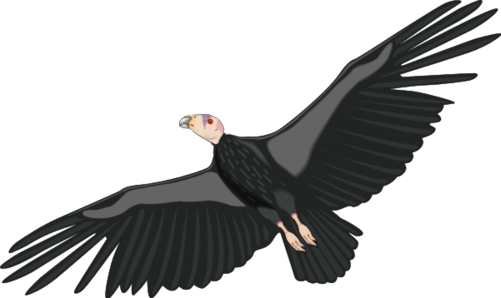 Turkey Vulture svg #12, Download drawings