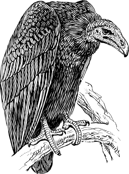 Turkey Vulture svg #15, Download drawings