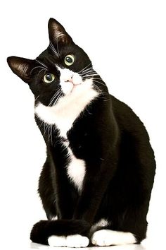 Tuxedo Cat clipart #5, Download drawings
