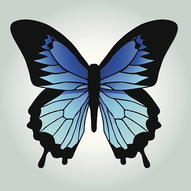 Ulysses Butterfly clipart #8, Download drawings