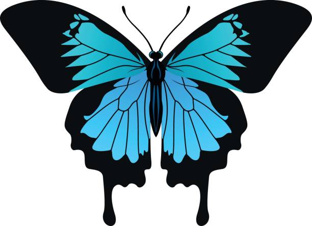 Ulysses Butterfly clipart #14, Download drawings