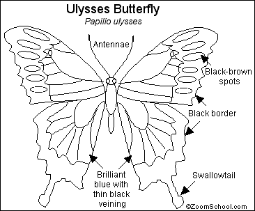 Ulysses Butterfly coloring #7, Download drawings