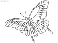 Ulysses Butterfly coloring #17, Download drawings