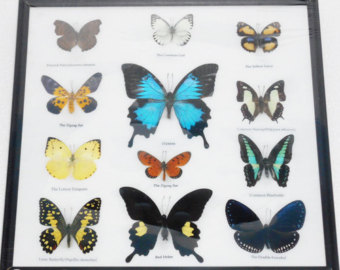Ulysses Butterfly svg #12, Download drawings