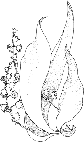 Lily Of The Valley coloring #8, Download drawings