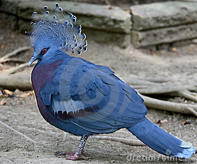 Victoria Crowned Pigeon clipart #11, Download drawings