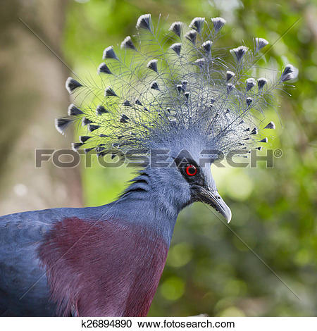 Victoria Crowned Pigeon clipart #2, Download drawings