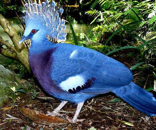 Victoria Crowned Pigeon clipart #3, Download drawings