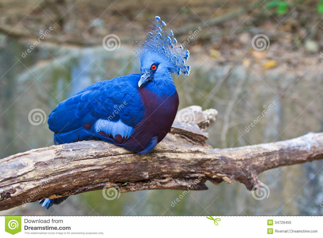 Victoria Crowned Pigeon clipart #12, Download drawings