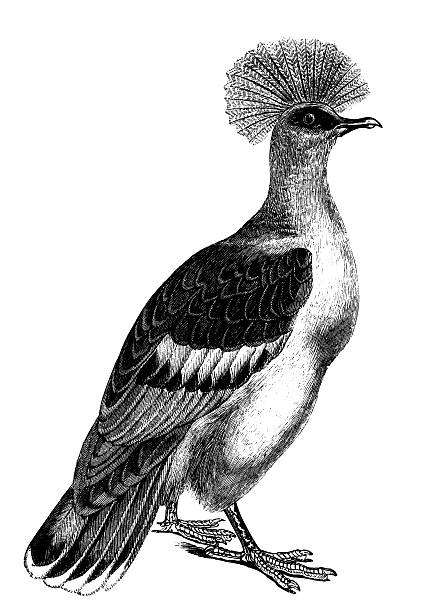 Victoria Crowned Pigeon clipart #6, Download drawings